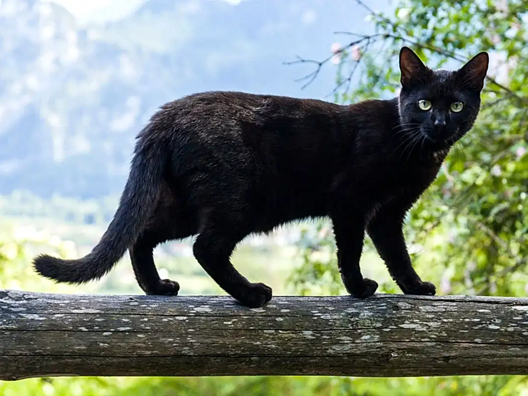 Kediler Kaç Canlıdır?