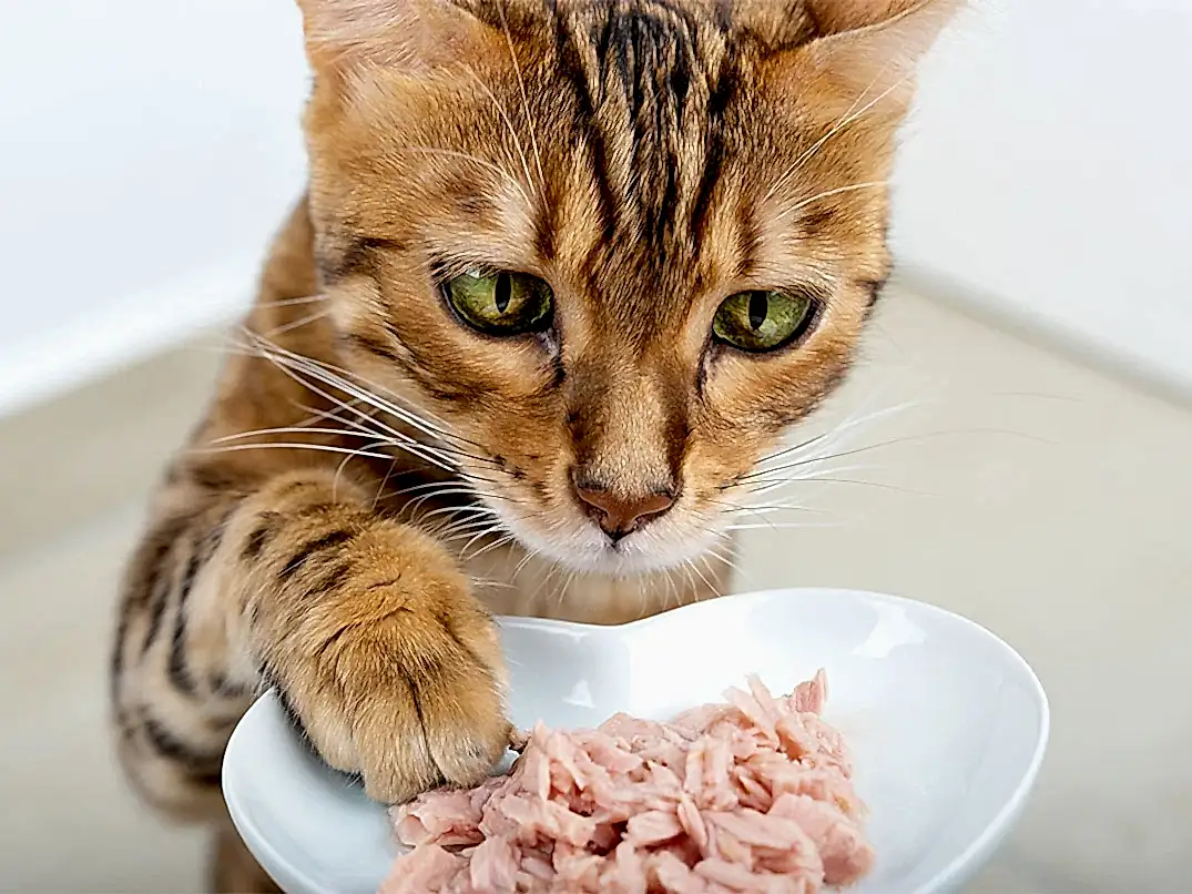 Kediler Ton Balığı Yer mi?