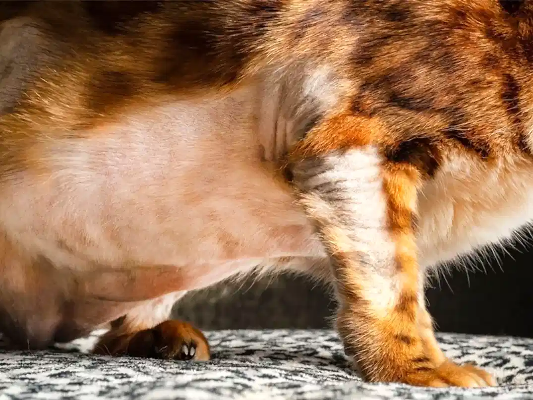 Kedilerde Bölgesel Tüy Dökülmesi Neden Olur?