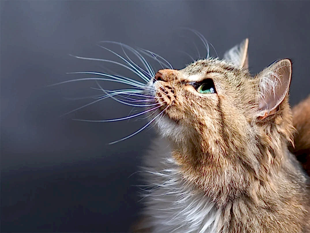 Kedilerin Bıyıkları Neden Uzundur?