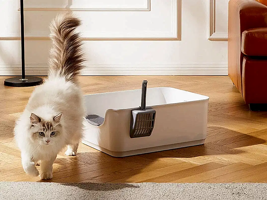 Kedim Kuma İşemiyor: Neden Olur?