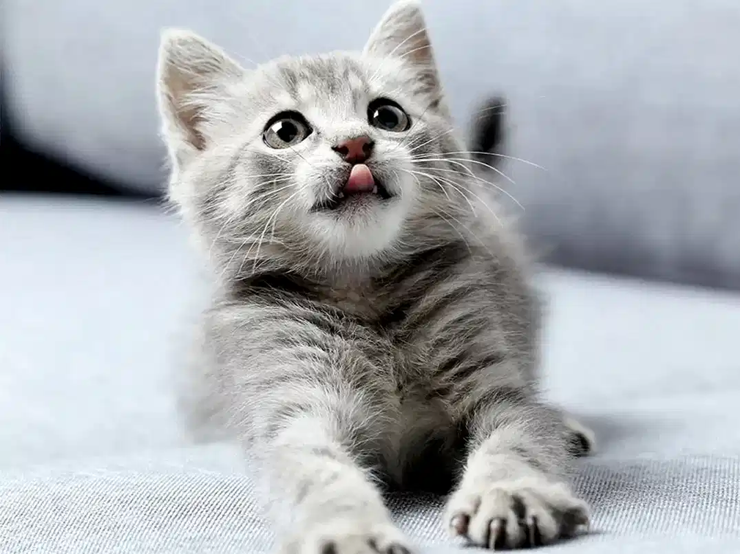 Kedinin Ağzından Salya Akması Neden Olur?