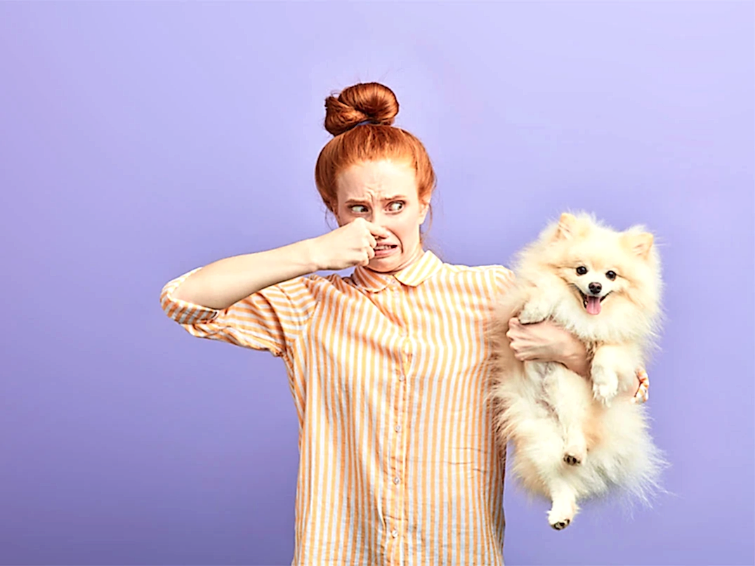 Köpeğim Çok Kokuyor, Ne Yapmalıyım?