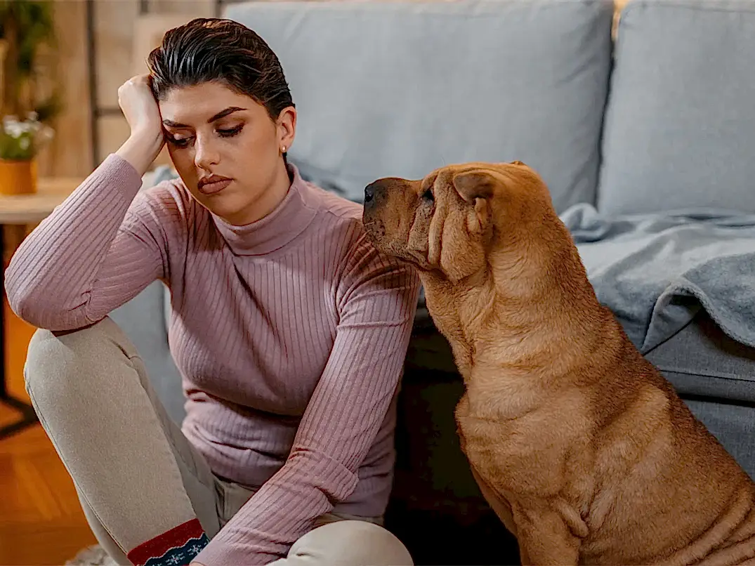 Köpek Sahibini Ne Zaman Unutur?