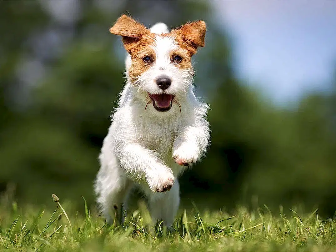 Köpekler Kaç Km Hızla Koşar?