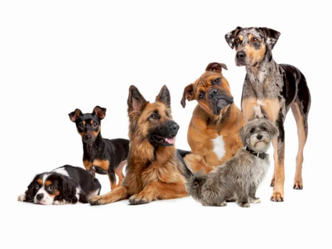 Köpekler Kaç Kromozomlu?