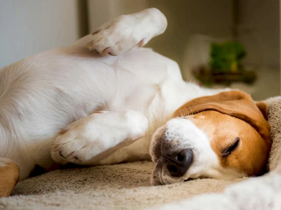 Köpekler Uykuda Neden Titrer?