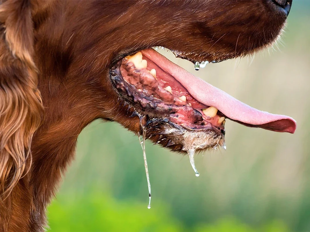 Köpeklerde Salya Neden Akar?