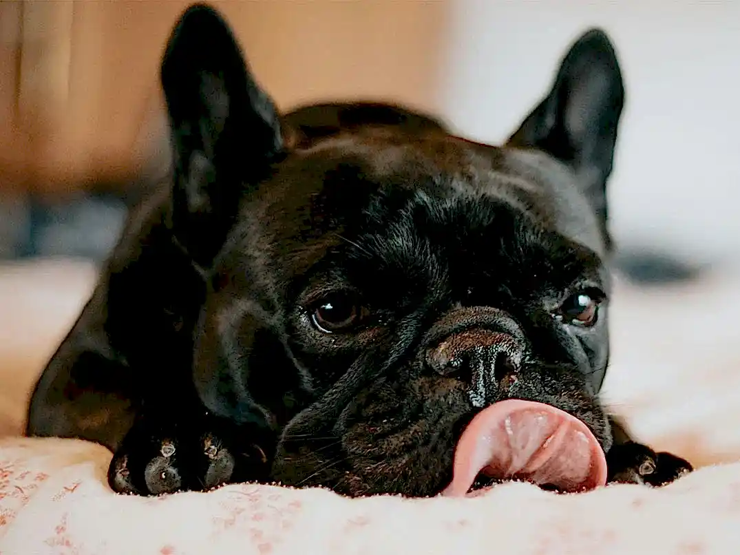 Köpeklerin Mide Bulantısına Ne İyi Gelir?