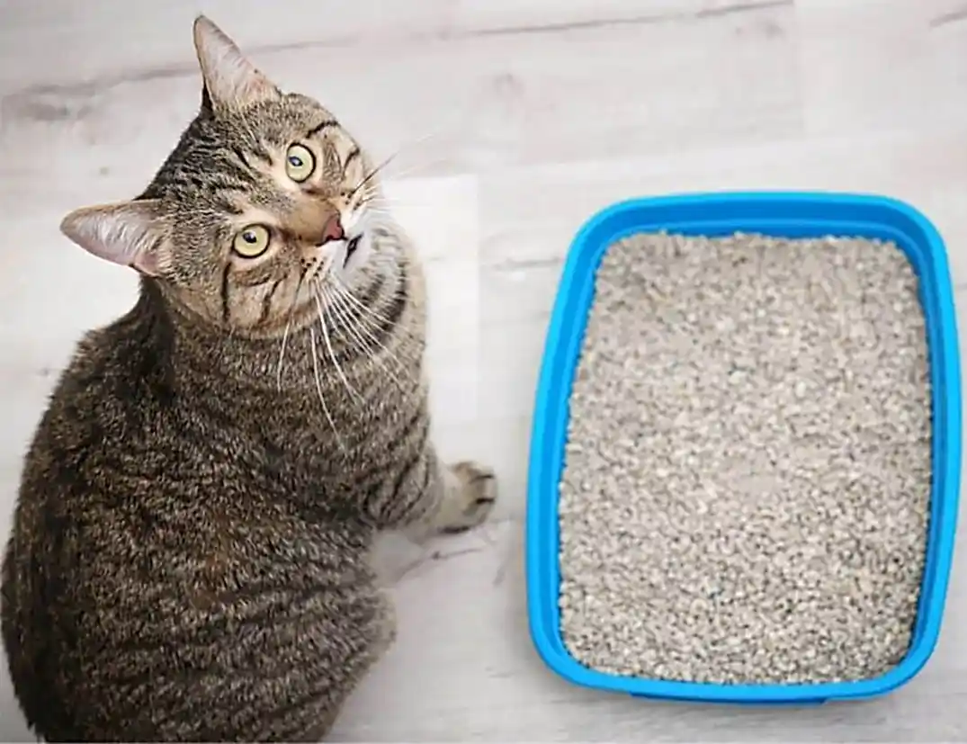 Yavru Kedim Kumunu Yiyor, Ne Yapmalıyım?