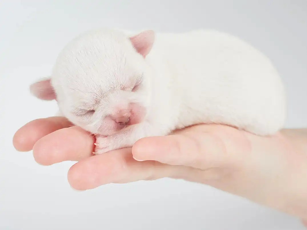 Yeni Doğan Köpek Yavrusu Emmiyor, Ne Yapmalıyım?