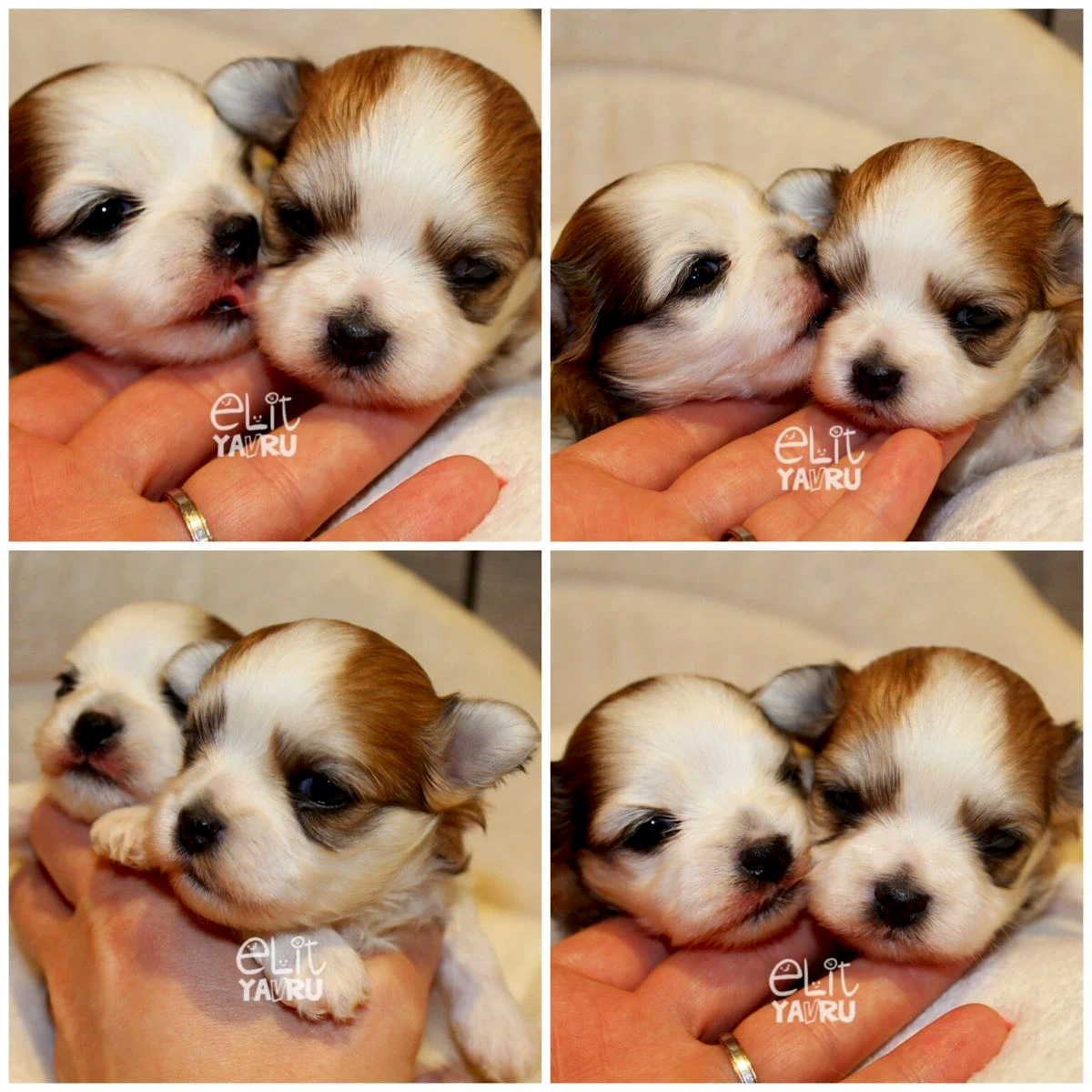 Birbirinden güzel minik bebeklerimiz büyüyorlar :)