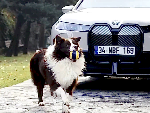 Büyük Gururumuz Border Collie Roy, BMW Reklam Filminde Rol Aldı