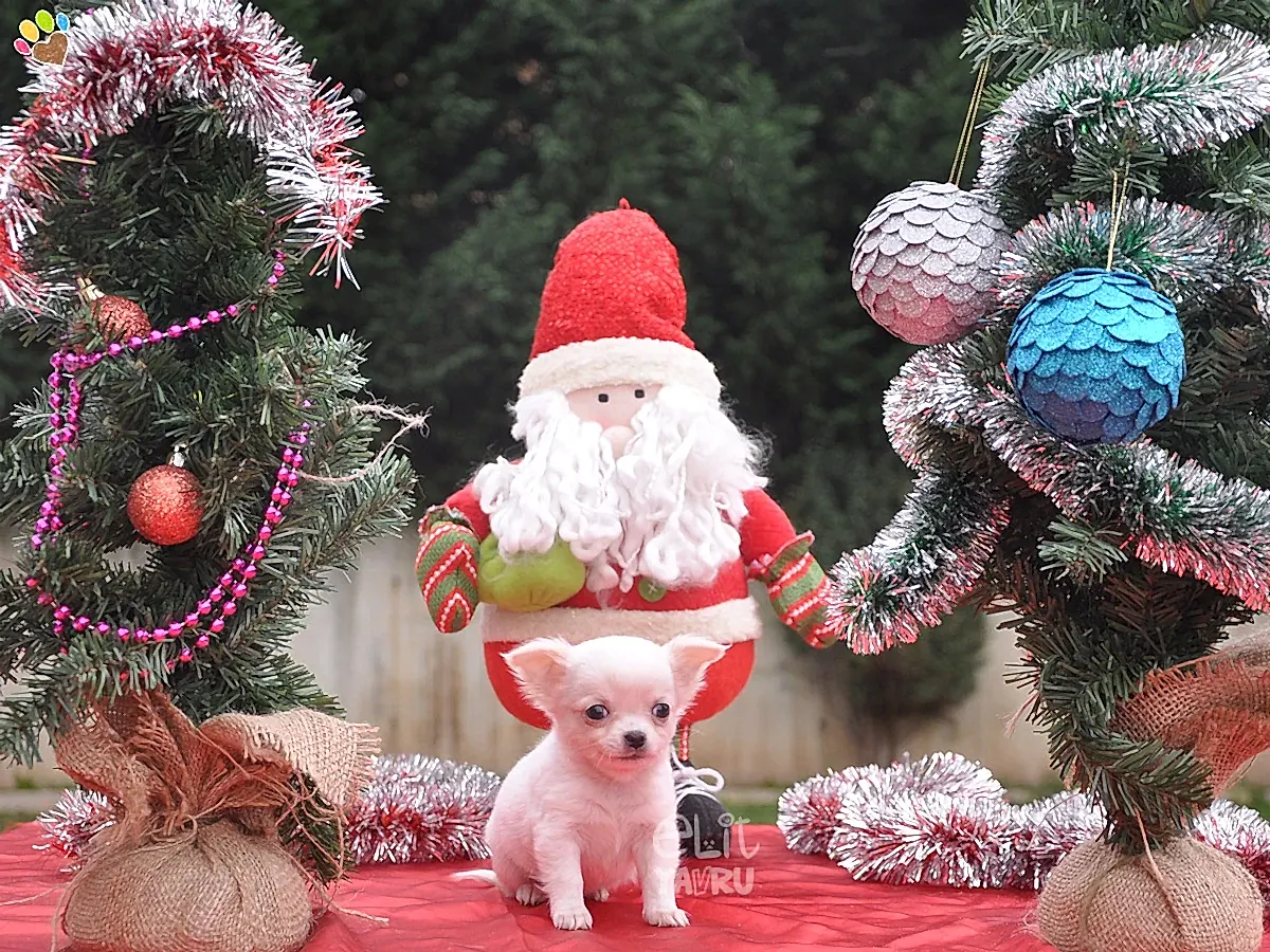 Elit Yavru'da Yeni Yıl Heyecanı