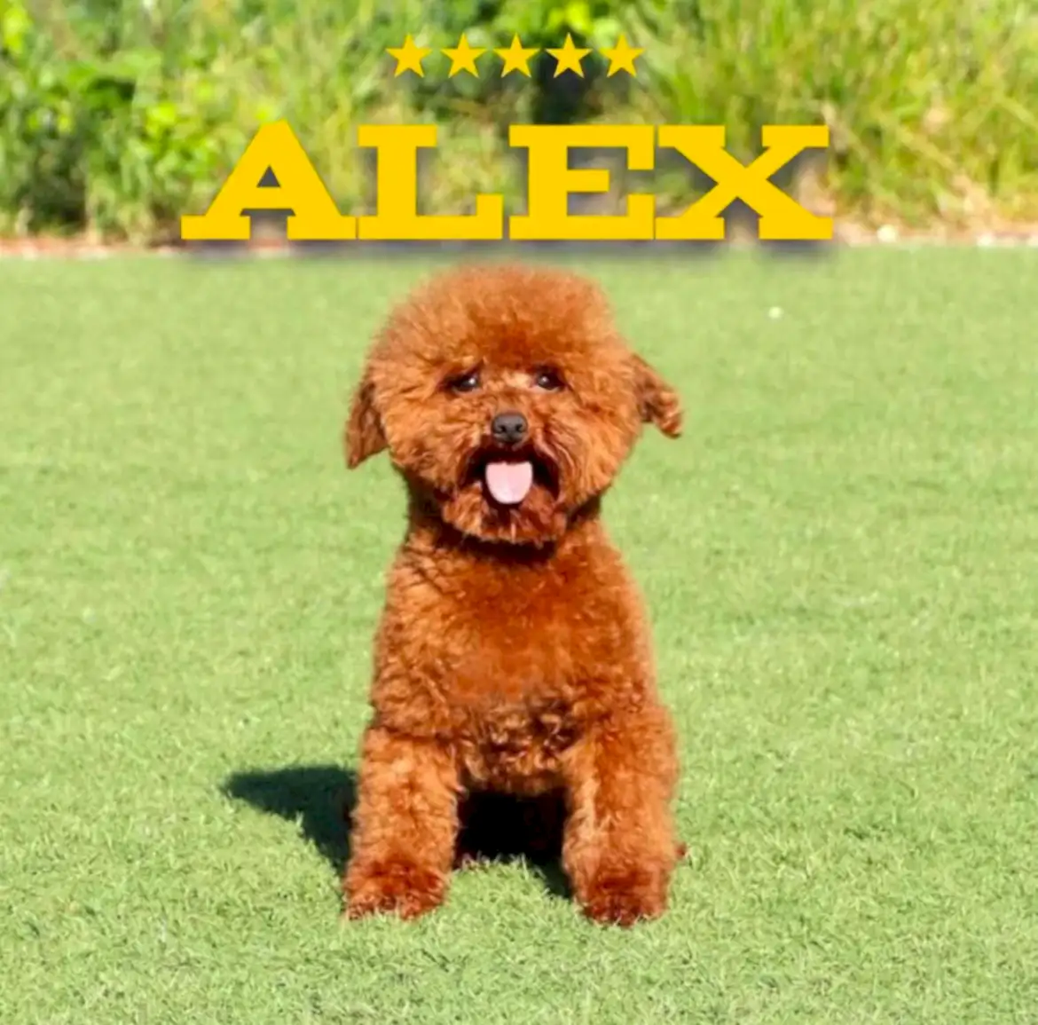 Fenomen Redbrown&nbsp;Poodle dostumuz Alex