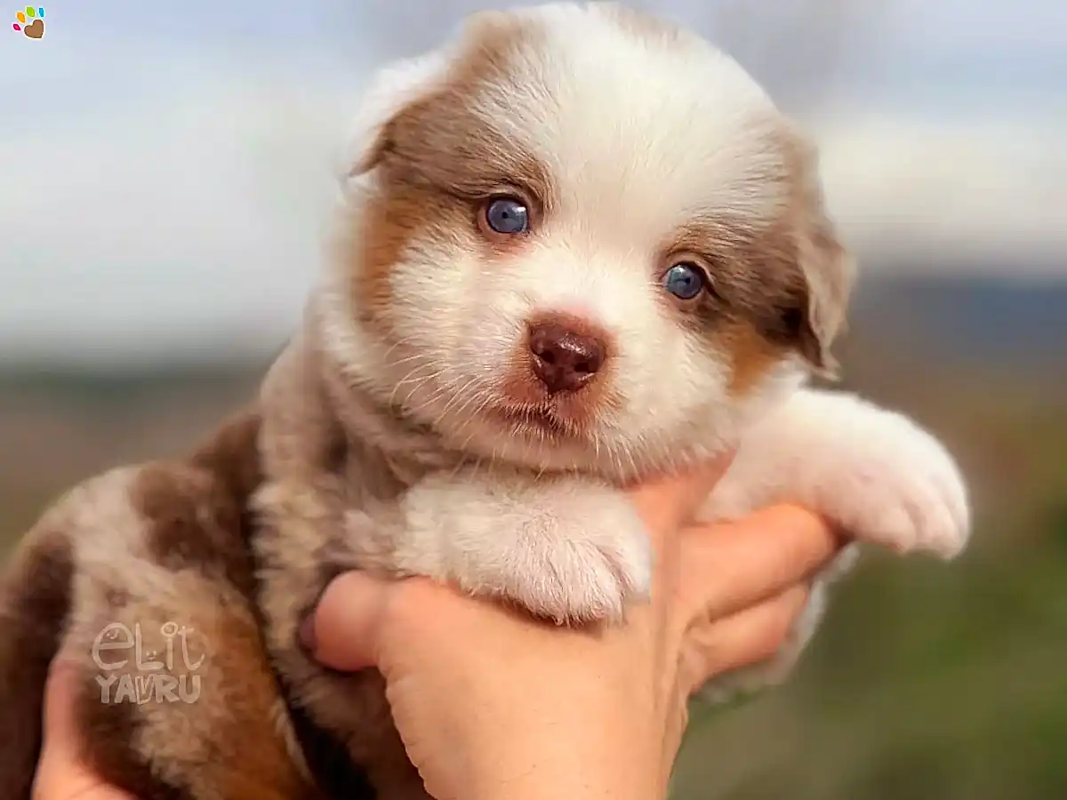 Miniature American Shepherd bebeklerimiz büyümeye devam ediyor
