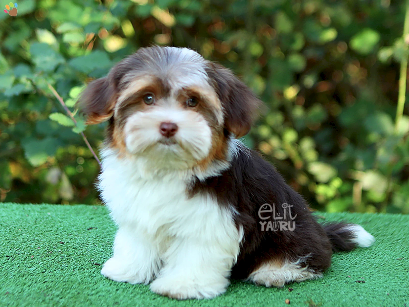 Morkie Dünyamızın Çikolata güzellikleri