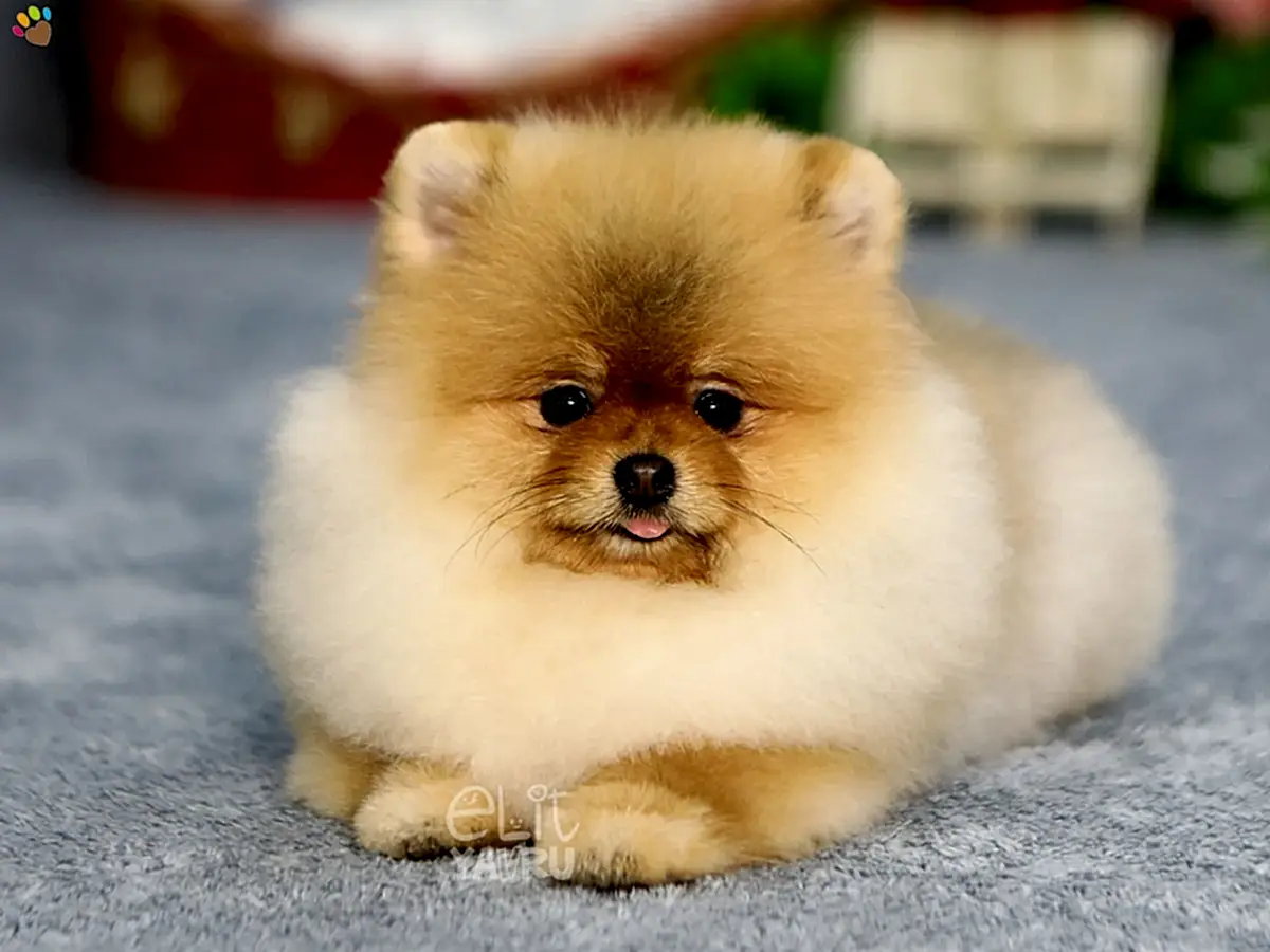 Teacup Boyutları ve Teddy Bear Surat Yapısıyla Dikkat Çeken Pomeranian Oğlumuz Argus