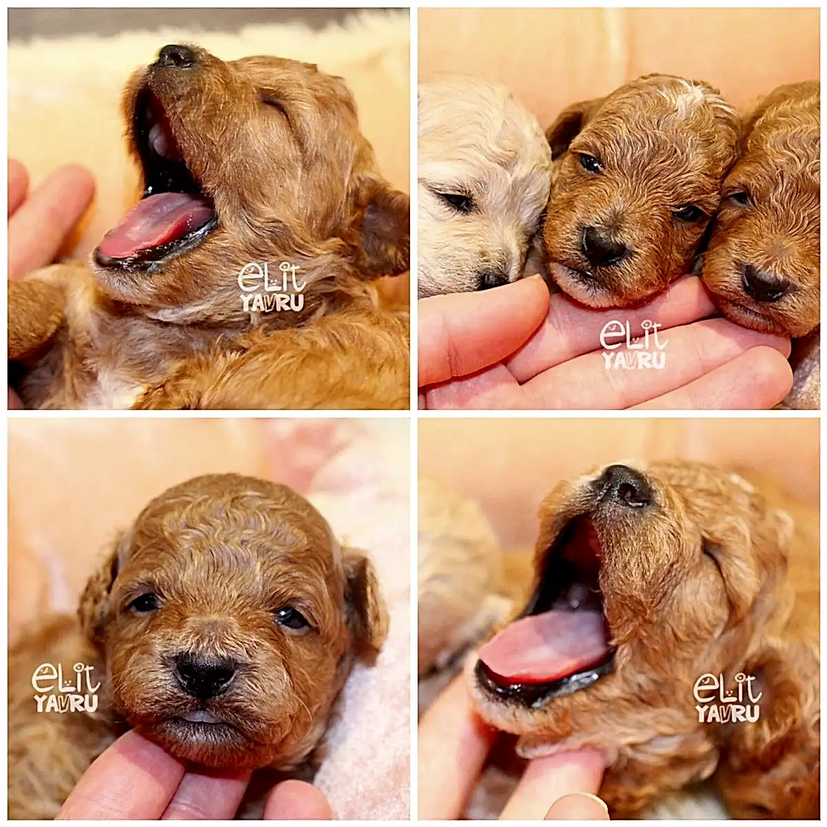 Poodle ve Pomeranian yavrularımız biraz daha büyüdüler