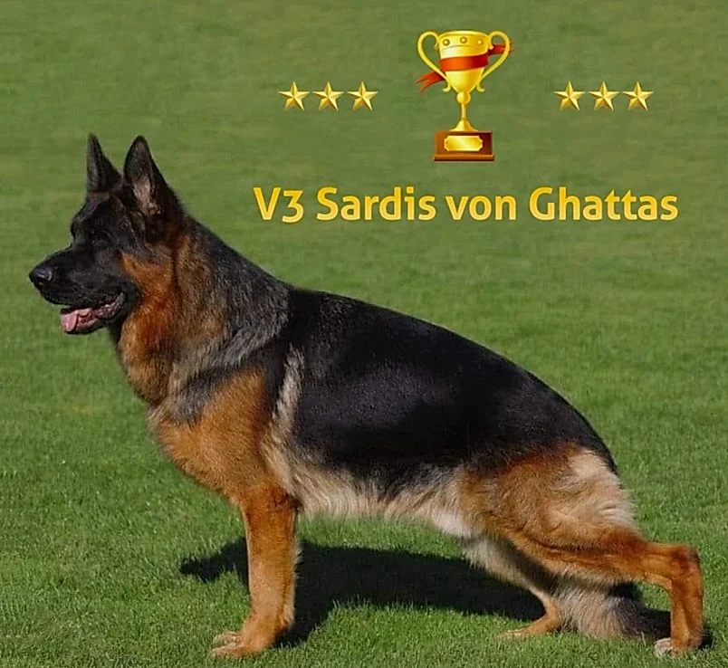 2024 yılında V3 derecesi alan Sardis Von Ghattas bebeklerine kavuşuyoruz