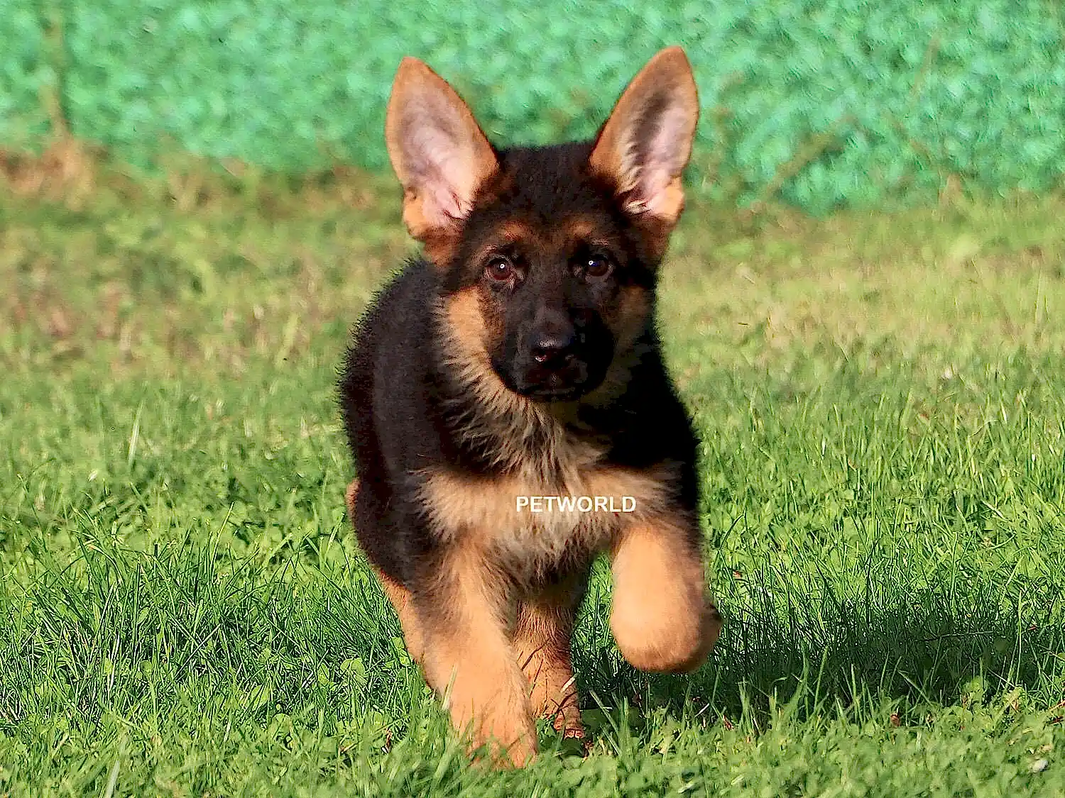 Yüksek karakter yapısına sahip yavrumuz Pars