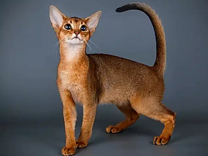 Abyssinian 1