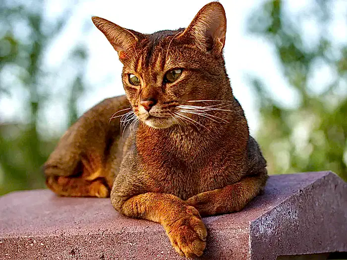 Abyssinian 3