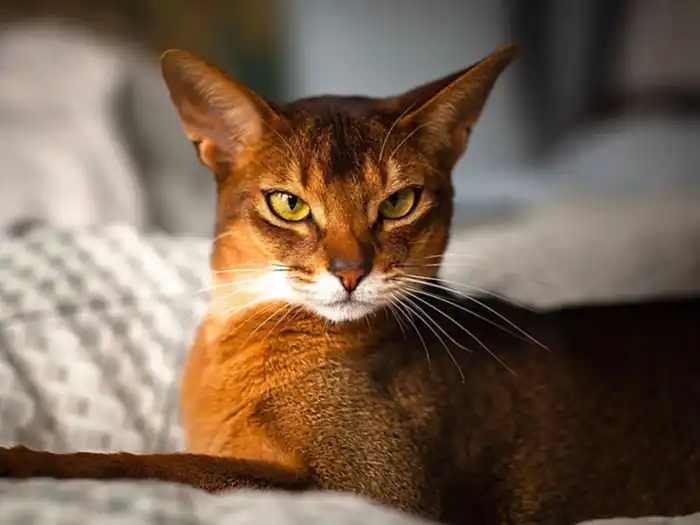 Abyssinian 5