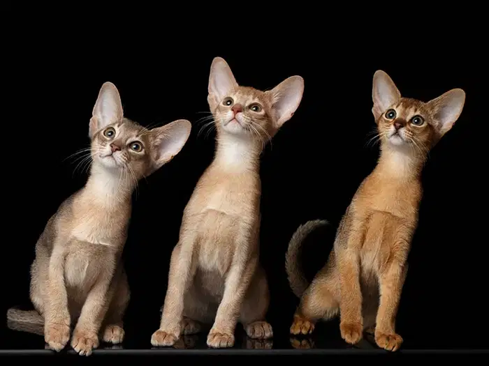 Abyssinian 4