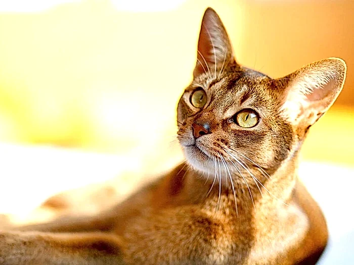 Abyssinian 2