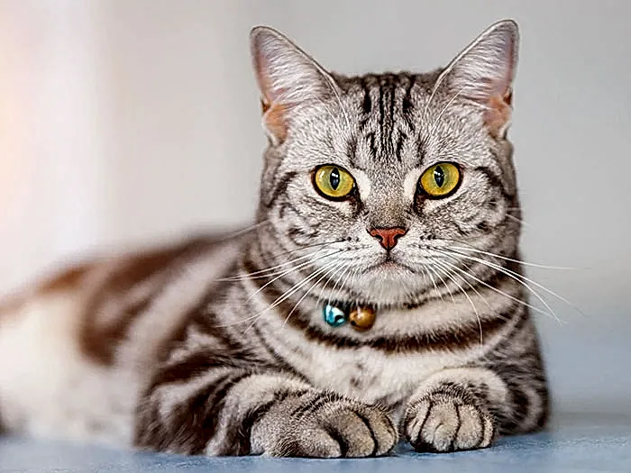 American Shorthair 2