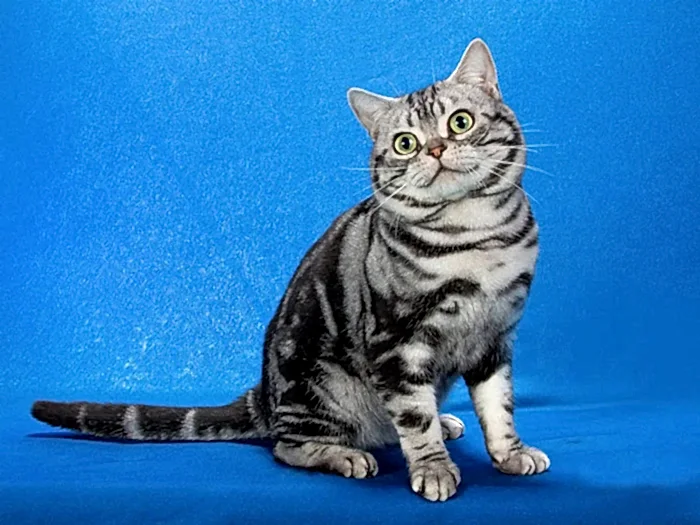 American Shorthair 4