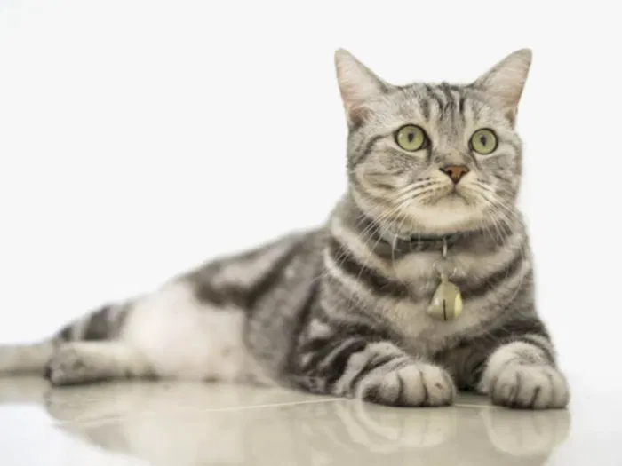American Shorthair 5