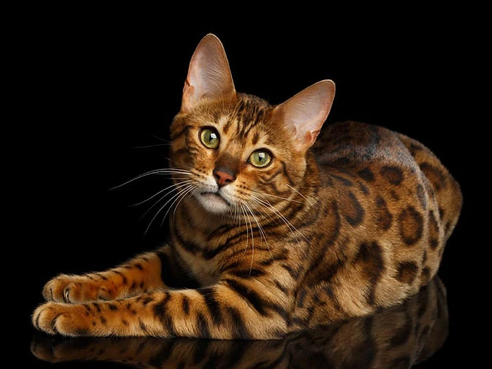 Bengal 1