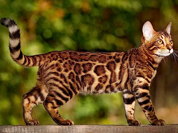 Bengal 6