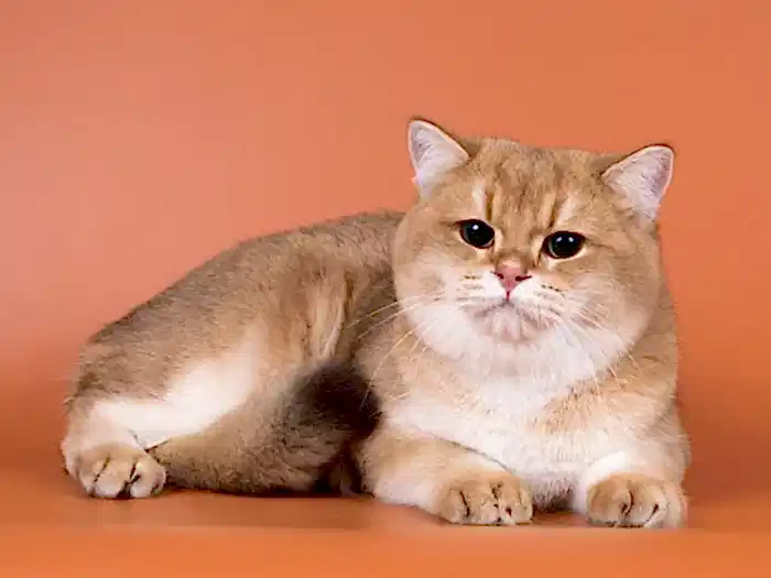 British Shorthair 3