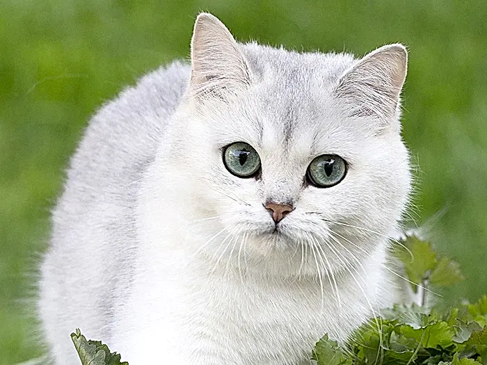British Shorthair 6
