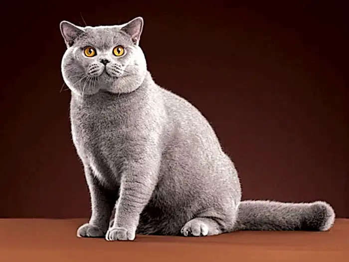 British Shorthair 1