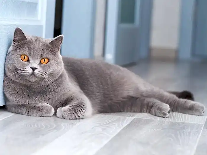 British Shorthair 5