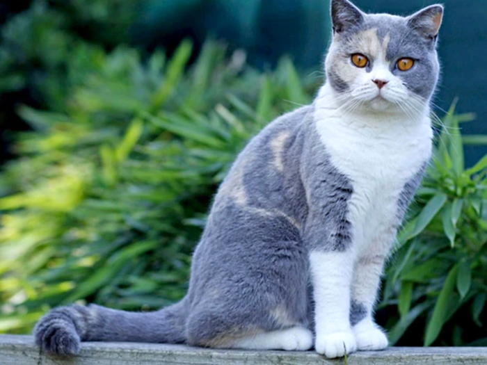 British Shorthair 4