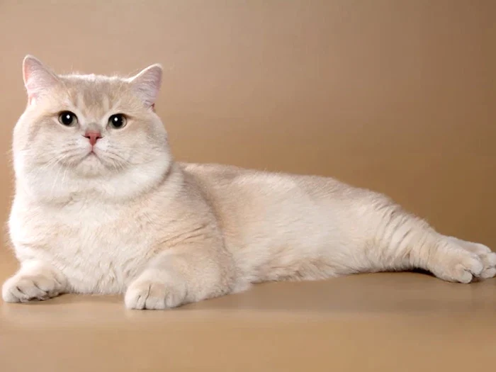 British Shorthair 7