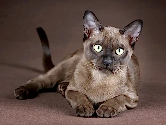 Burmese 1