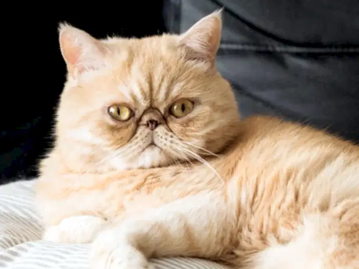 Exotic Shorthair 6