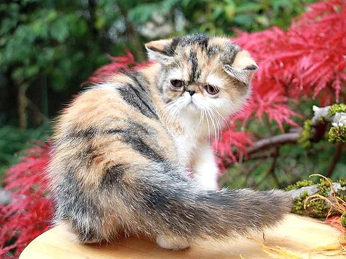 Exotic Shorthair 7