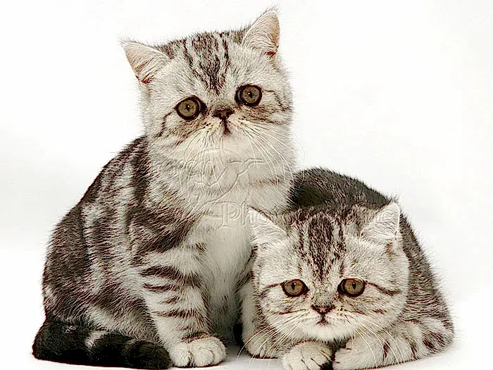 Exotic Shorthair 3