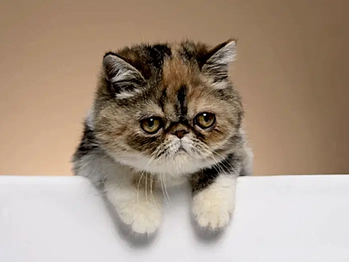 Exotic Shorthair 4