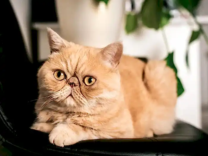 Exotic Shorthair 2