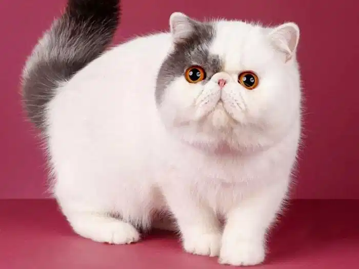 Exotic Shorthair