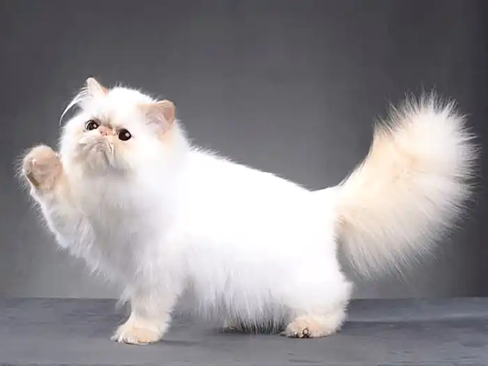 İran Kedisi Persian