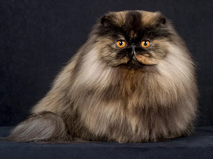 İran Kedisi Persian 5